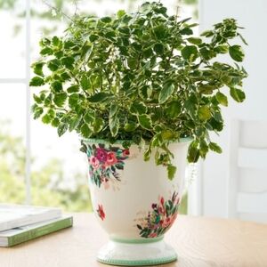 ❤️ New Pioneer Woman 9" Ceramic Urn Planter